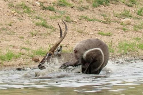 Clip: Bị cá sấu bắt, linh dương Waterbuck vẫn thoát chết ngoạn mục