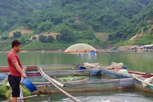 Mưu sinh trên hồ Hòa Bình, bài 1: Bơi trên lộc trời