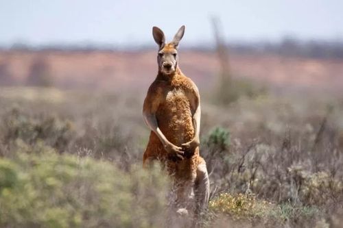Kangaroo tấn công chủ đến chết ở Tây Australia
