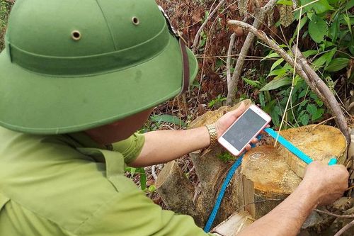 Quảng Trị yêu cầu xử lý nghiêm vụ hàng chục cây rừng tự nhiên bị đốn hạ