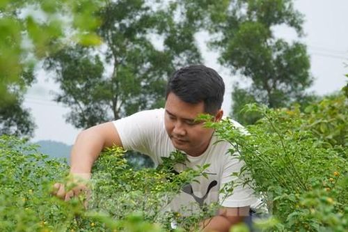 Cải tạo đồi keo trồng giống ớt đắt nhất thế giới đem lại thu nhập trăm triệu