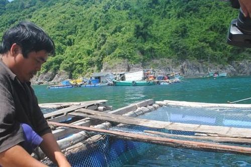 Cá bớp nuôi chết tại đảo Hòn Chuối: Chủ tịch tỉnh Cà Mau chỉ đạo khẩn