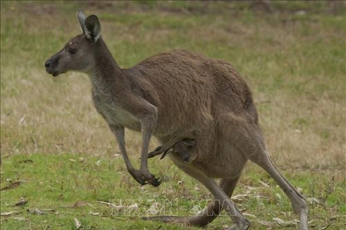 Hy hữu kangaroo tấn công người gây tử vong tại Australia
