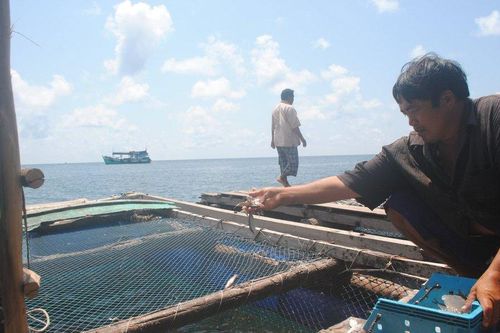 Vụ cá bớp nuôi lòng bè đảo Hòn Chuối bị chết: Chủ tịch tỉnh Cà Mau chỉ đạo 'nóng'