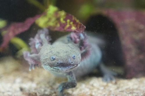 Axolotl: Loài kỳ nhông có thể giúp chúng ta khám phá ra những bí ẩn của não bộ