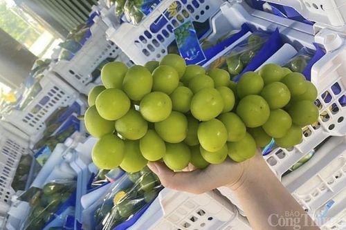 Sự thật về nho sữa Nhật, Hàn giá rẻ bất ngờ bán ngập chợ mạng