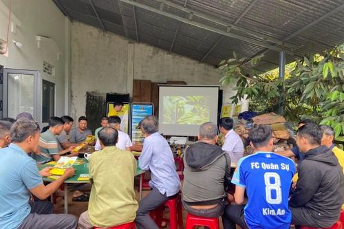 Phân bón Cà Mau - Giải pháp giảm chi phí canh tác cho cây Sầu Giêng Tây Nguyên