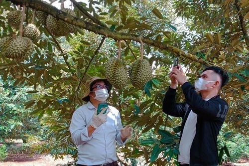 Nhức nhối tình trạng mạo danh mã số vùng trồng của HTX