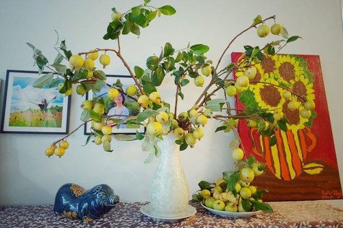 Chị em thích thú săn bằng được cành táo mèo về cắm và những câu chuyện bi hài