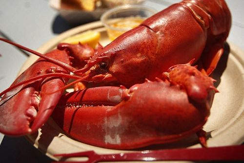 Vì sao các nhà hàng Mỹ loại tôm hùm khỏi thực đơn
