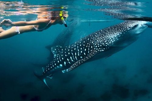 Cá mập voi ở Maldives bị đe dọa