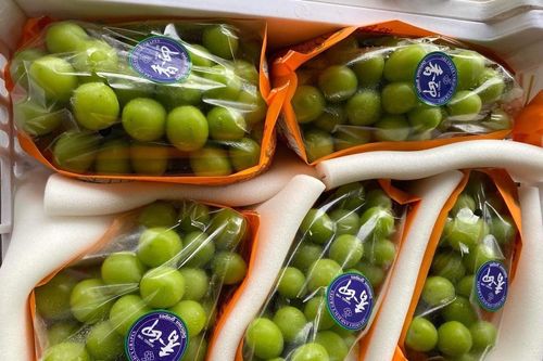 Nho mẫu đơn giá tiền triệu một chùm, chợ mạng bán 100.000 đồng/kg