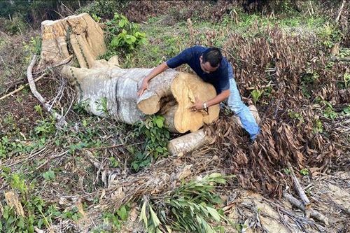 Phú Yên: Phát hiện thêm các vụ phá rừng tại xã Sơn Hội, huyện Sơn Hòa