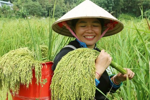Ngắm vẻ đẹp của lúa chín mùa Thu trên cao nguyên trắng Bắc Hà