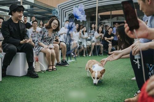 Chú chó đưa nhẫn cưới trong hôn lễ