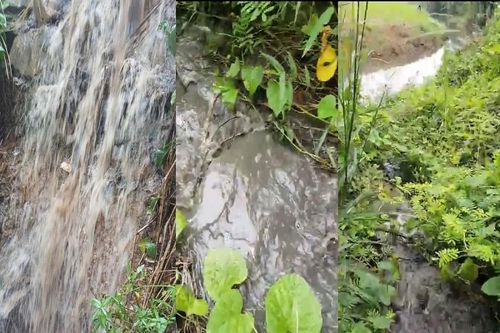 Trại heo 60 ha tại tỉnh Đồng Nai xả thải gây ô nhiễm môi trường, người dân kêu cứu