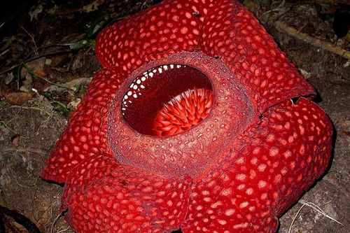 Loài hoa khổng lồ nguy cơ tuyệt chủng nở lần đầu tiên sau hàng thế kỷ nỗ lực nhân giống
