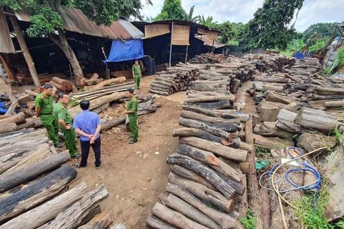 Đắk Lắk: Phát hiện xưởng gỗ chứa hơn 60m3 gỗ quý trái phép ngay giữa trung tâm thành phố