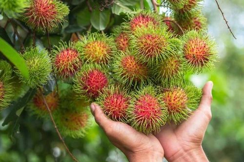 Thế nào là nông nghiệp sạch?