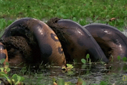 Trăn Anaconda nuốt trọn con mồi khổng lồ