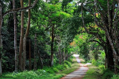 Cúc Phương được vinh danh là Công viên quốc gia hàng đầu châu Á 4 năm liên tiếp
