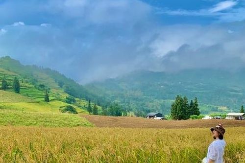 Du khách 'săn' lúa chín, đơn vị lữ hành chốt tour
