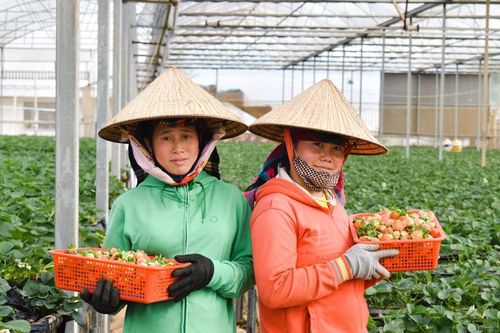 Cần thành lập doanh nghiệp trong hợp tác xã