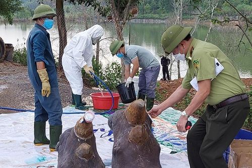 Xử lý thế nào với 6 con tê giác chết bất thường