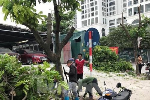 Cây ở Hà Nội bị đào, chặt như 'đốn củi' khi chưa có biên bản bàn giao