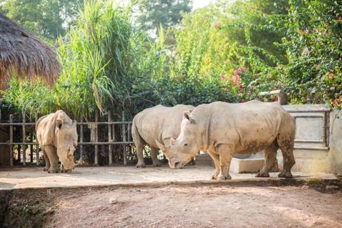 Giữ lại đầu 6 con tê giác chết bất thường trong khu sinh thái ở Nghệ An