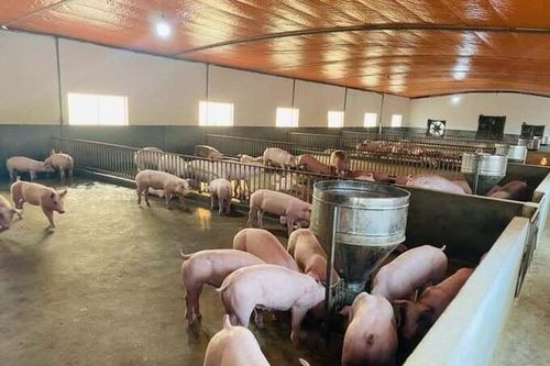 Giá heo hơi hôm nay 21/9: Biến động mạnh, Hà Nội giảm đến 6.000 đồng/kg