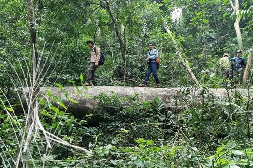 Kỷ luật một Giám đốc Ban quản lý rừng ở Quảng Trị