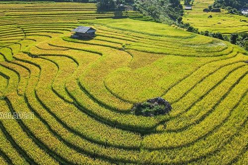 Dần Thàng mùa lúa chín