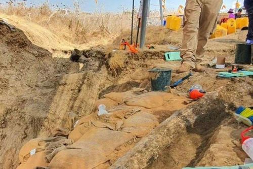 Đào được tàn tích siêu quái vật 13 tấn, là thức ăn của người cổ đại