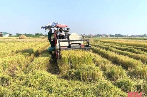 Thanh Hóa thu hoạch khoảng 97.860 ha cây trồng vụ thu mùa