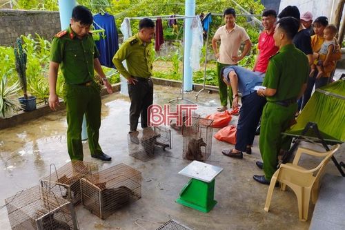 Phát hiện một gia đình ở huyện Kỳ Anh nuôi nhốt trái phép động vật hoang dã