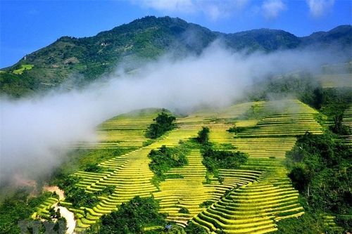 Ngất ngây với vẻ đẹp Sa Pa khi vào mùa lúa chín
