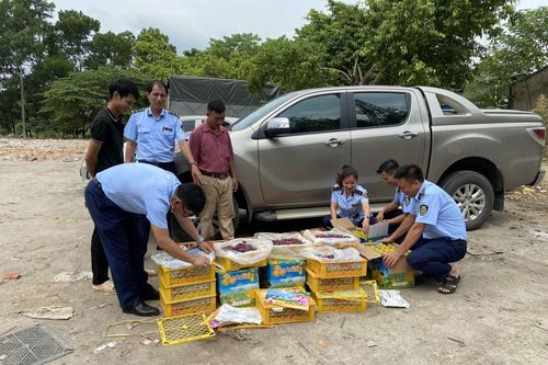 Quản lý thị trường Thái Nguyên tiêu hủy 2 tấn trái cây không rõ nguồn gốc, xuất xứ
