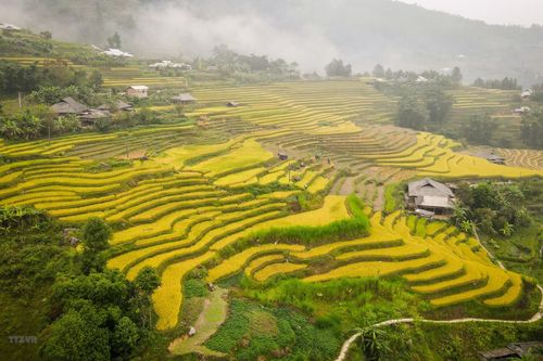 Hình ảnh sắc vàng phủ kín ruộng bậc thang ở vùng cao Hà Giang
