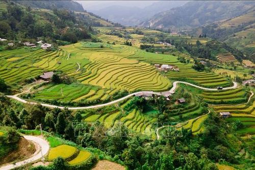 Hà Giang đẹp nao lòng 'mùa vàng' trên những thửa ruộng bậc thang