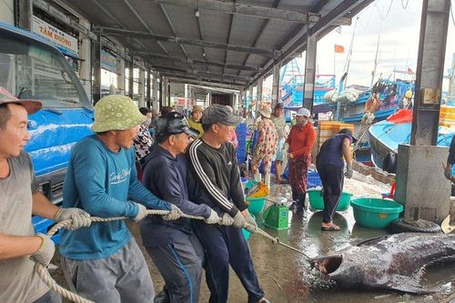Khánh Hòa sẽ cưỡng chế nếu người dân không chịu di dời đến nơi an toàn