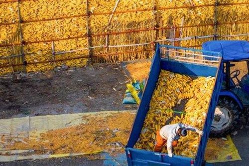Mùa thu hoạch ấn tượng ở Trung Quốc