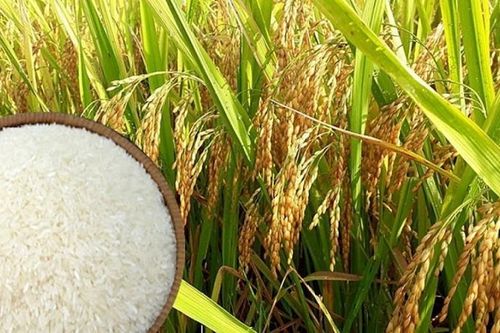 Giá lúa gạo hôm nay (27/9): Giá gạo xuất khẩu tăng mạnh