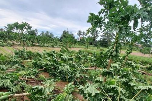 Quảng Ngãi: Cây trồng, hoa màu ngã đổ la liệt