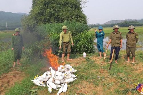 Nghệ An: Quyết liệt truy quét nạn săn bắt chim trời