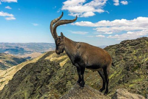 Dê núi Pyrenean ibex: Loài động vật đầu tiên và duy nhất trên thế giới tuyệt chủng tới 2 lần