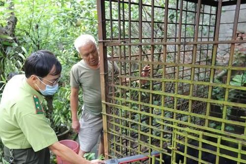 Cứu hộ con gấu được nuôi nhốt khoảng 19 năm tại Hà Nội