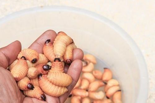 Các phi hành gia NASA có thể sẽ ăn đuông dừa trong các chuyến bay dài ngày trên vũ trụ