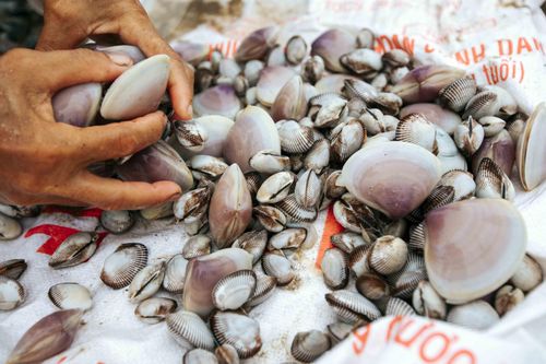 Ngao trôi dạt kín bãi biển tại Nam Định, Nghệ An