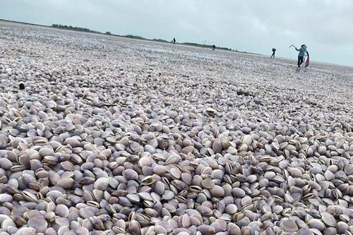 Nam Định: Hàng trăm tấn ngao giấy tím dạt bờ biển, người dân tranh thủ đi 'vớt lộc trời'